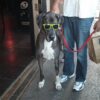 Summertime Safety – Protect Your Vision dog sunglasses